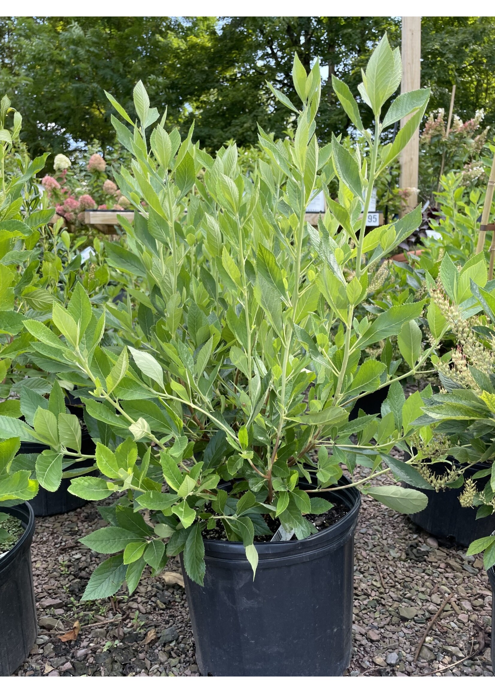 Clethra alnifolia Summer Sparkler, Summersweet #3