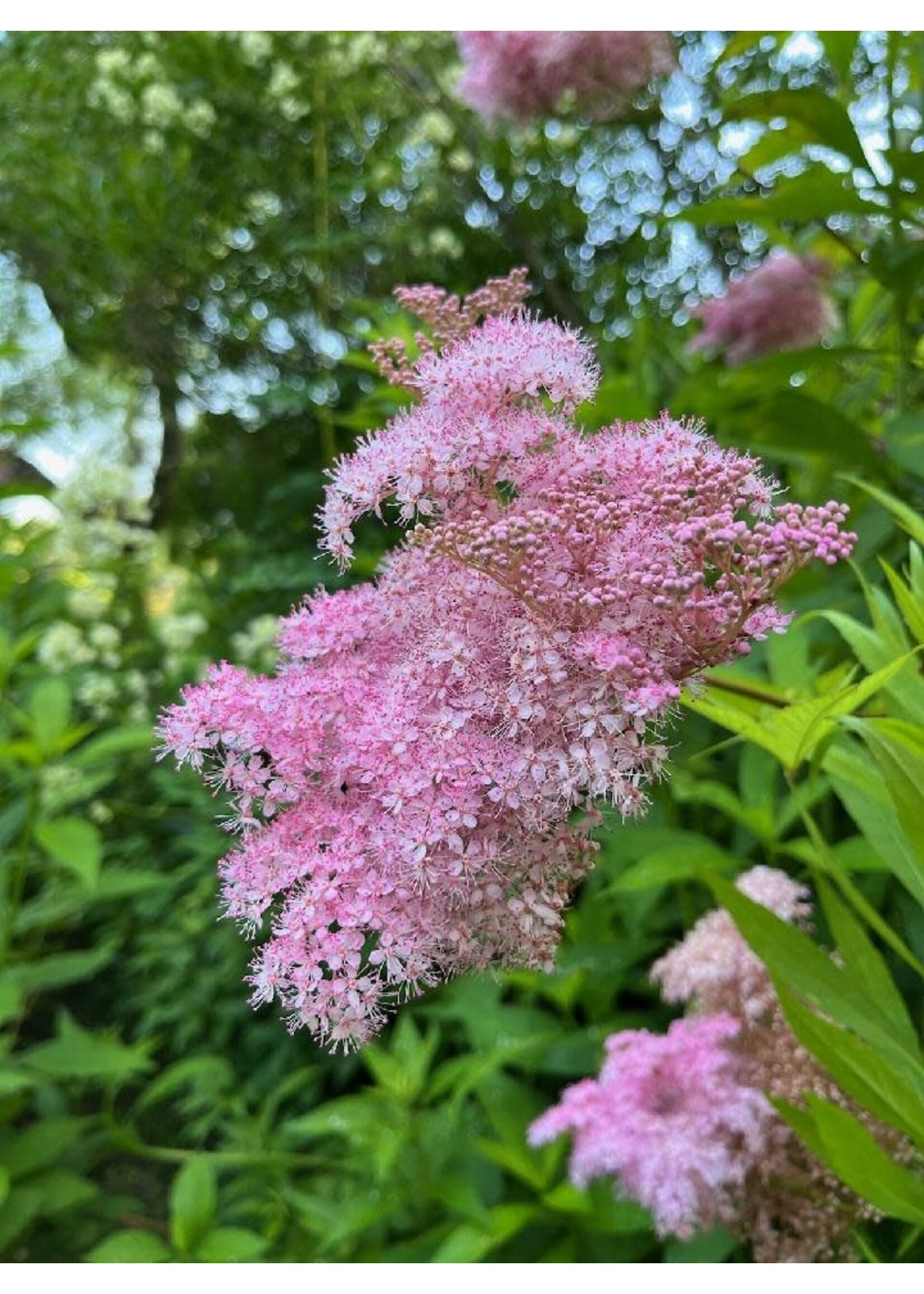 Filipendula rubra, queen of the prairie #1