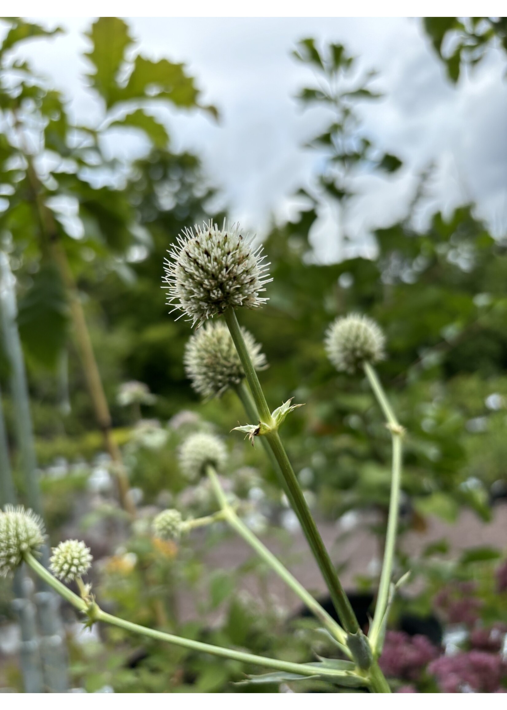 Eryngium yuccafolium, Rattlesnake Master #1 container