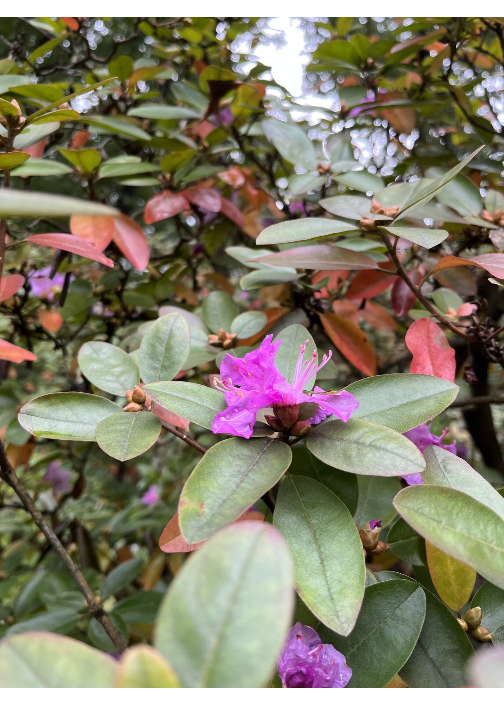 Rhododendron x PJM Rhododendron, PJM, #3