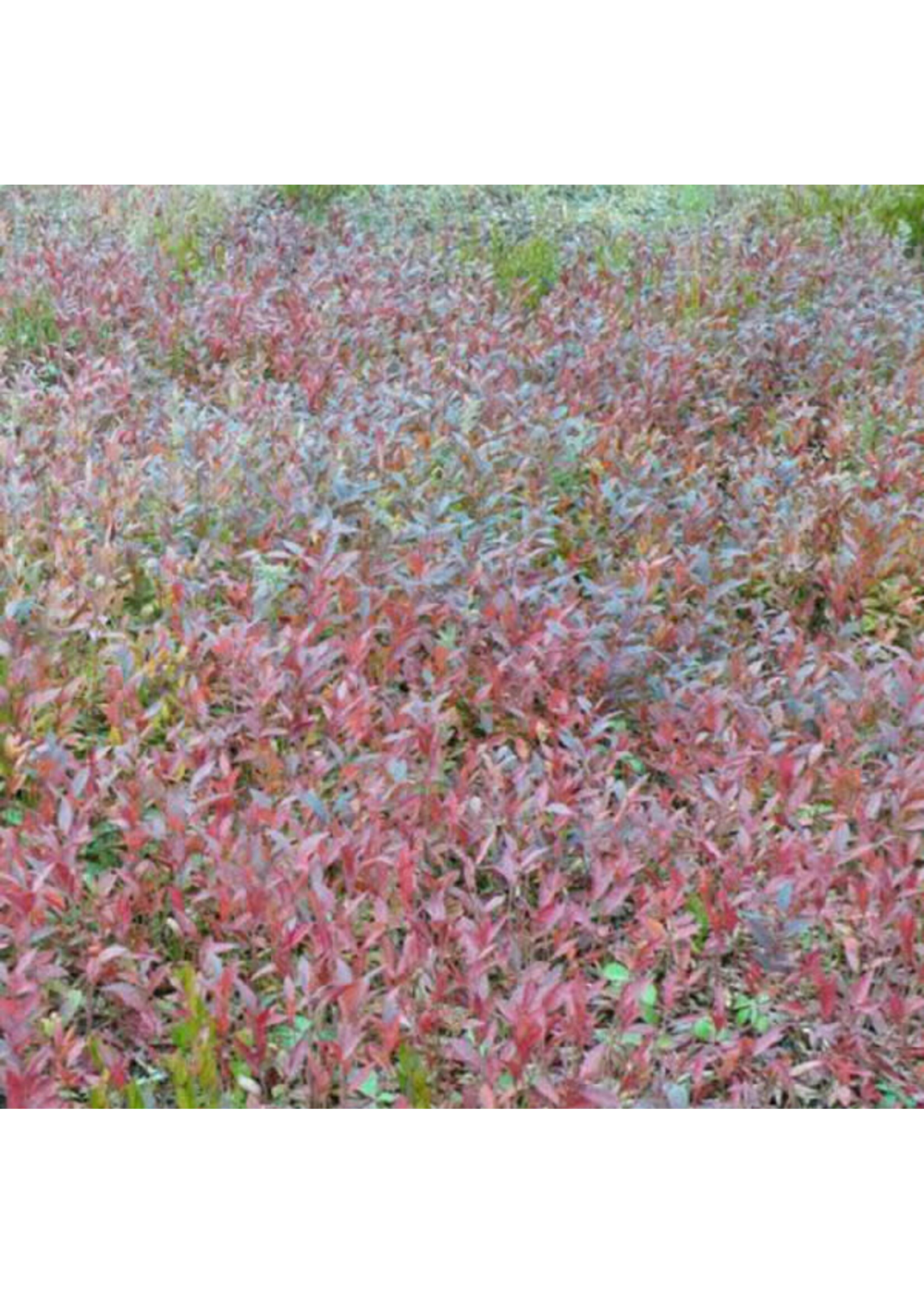 Vaccinium angustifolium Partridge Lake Lowbush Blueberry #1
