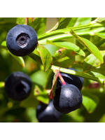 Vaccinium angustifolium Green Elf, Half high& low bush Blueberry #1