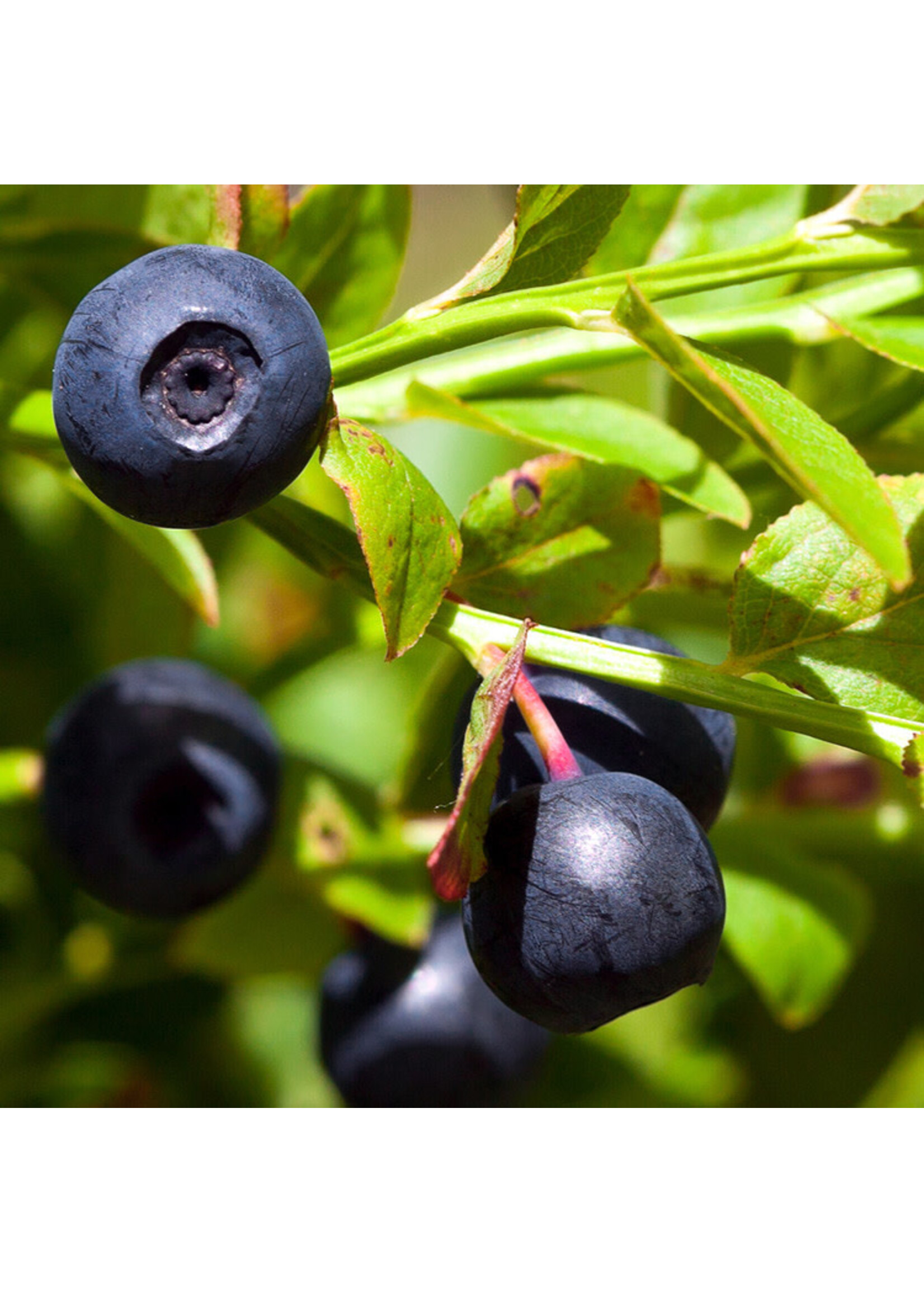 Vaccinium angustifolium Green Elf, Half high& low bush Blueberry #1