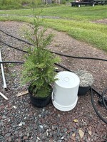 Thuja occidentalis Full Speed a Hedge 'American Pillar'- Arborvitae #3