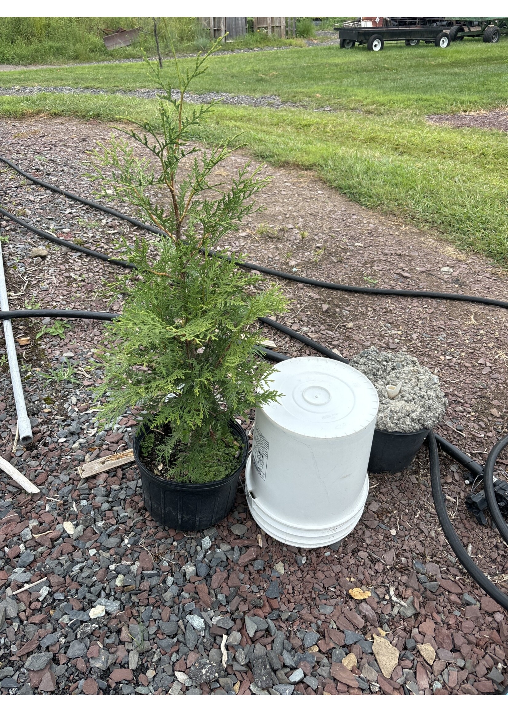 Thuja occidentalis Full Speed a Hedge 'American Pillar'- Arborvitae #3