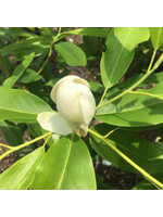 Magnolia virginiana Magnolia - Sweetbay, #7 container