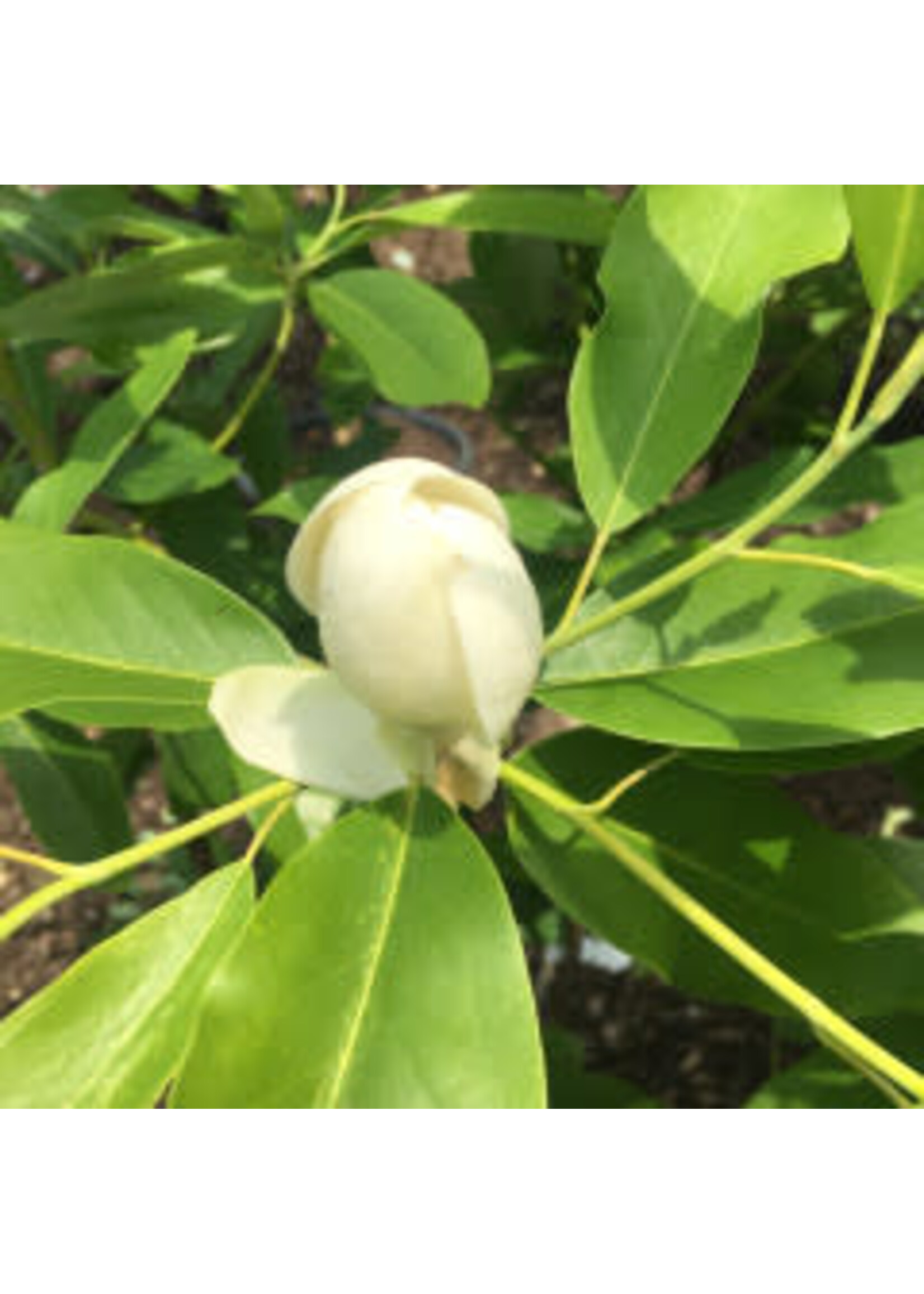 Magnolia virginiana Magnolia - Sweetbay, #7 container