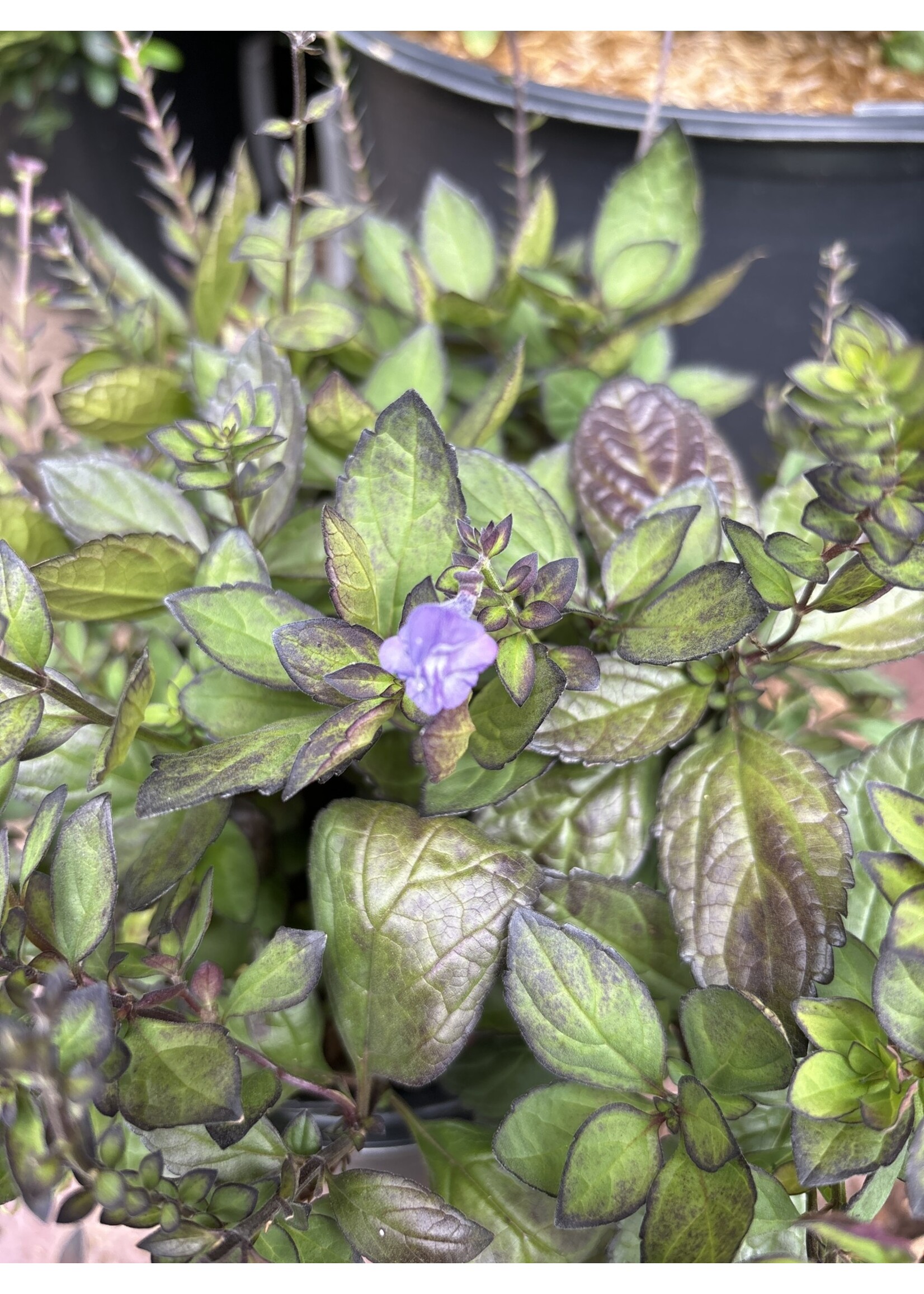 Scutellaria Appalachian Blues Skullcap, #1 container