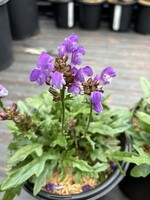 Prunella vulgaris Magdelena, Self Heal #1