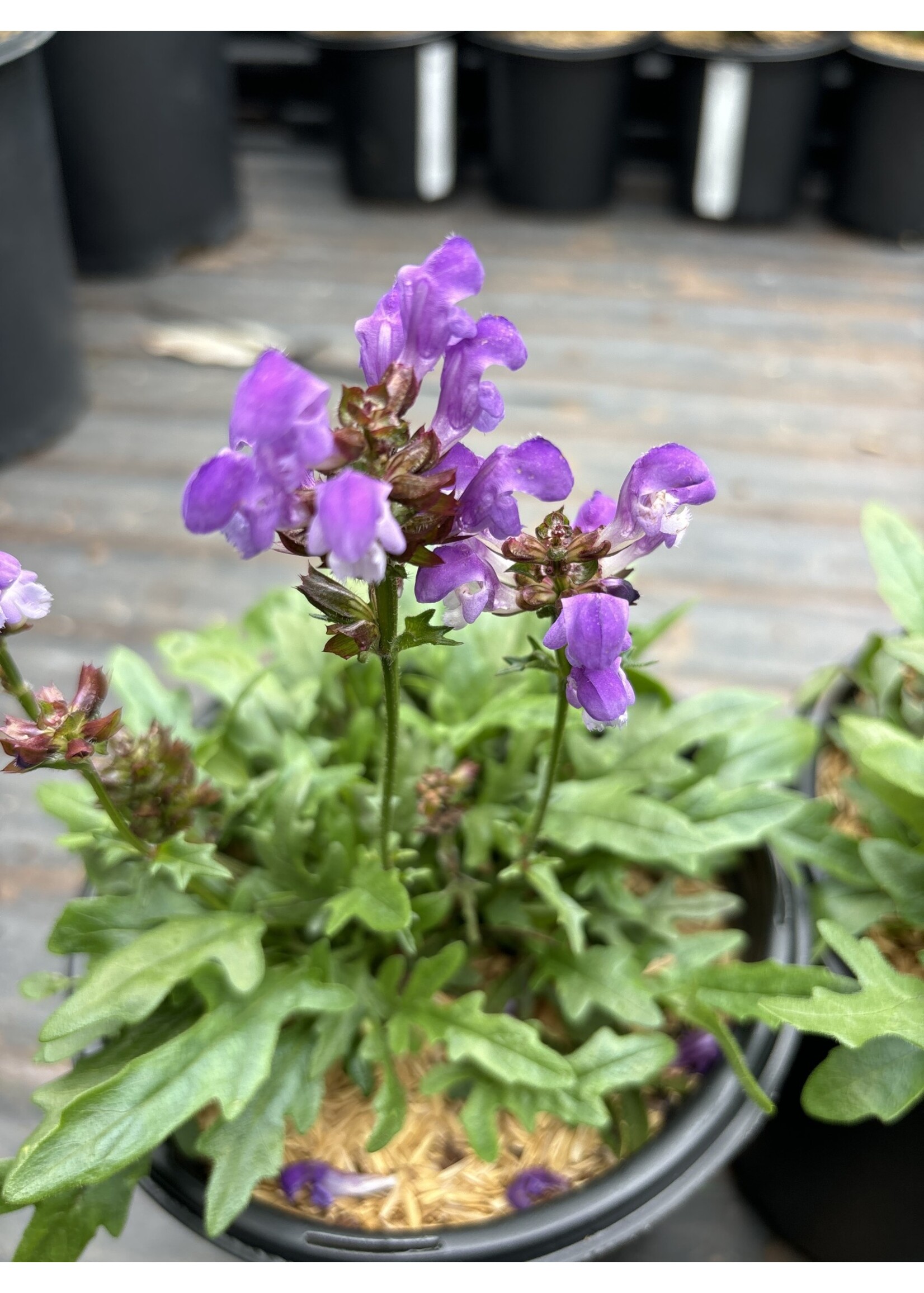 Prunella vulgaris Magdelena, Self Heal #1