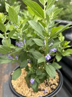 Scutellaria incana, Skullcap, #1