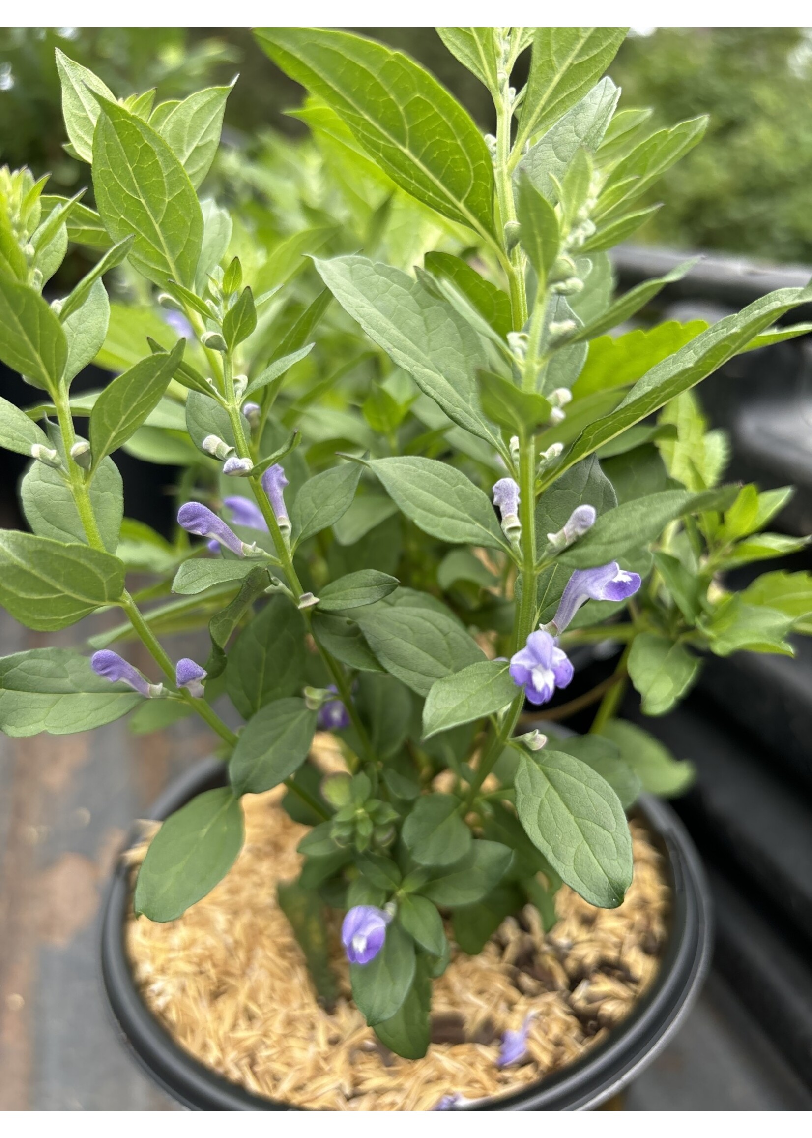 Scutellaria incana, Skullcap, #1