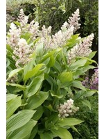 Maianthemum racemosum, False Solomen's Seal #1 container