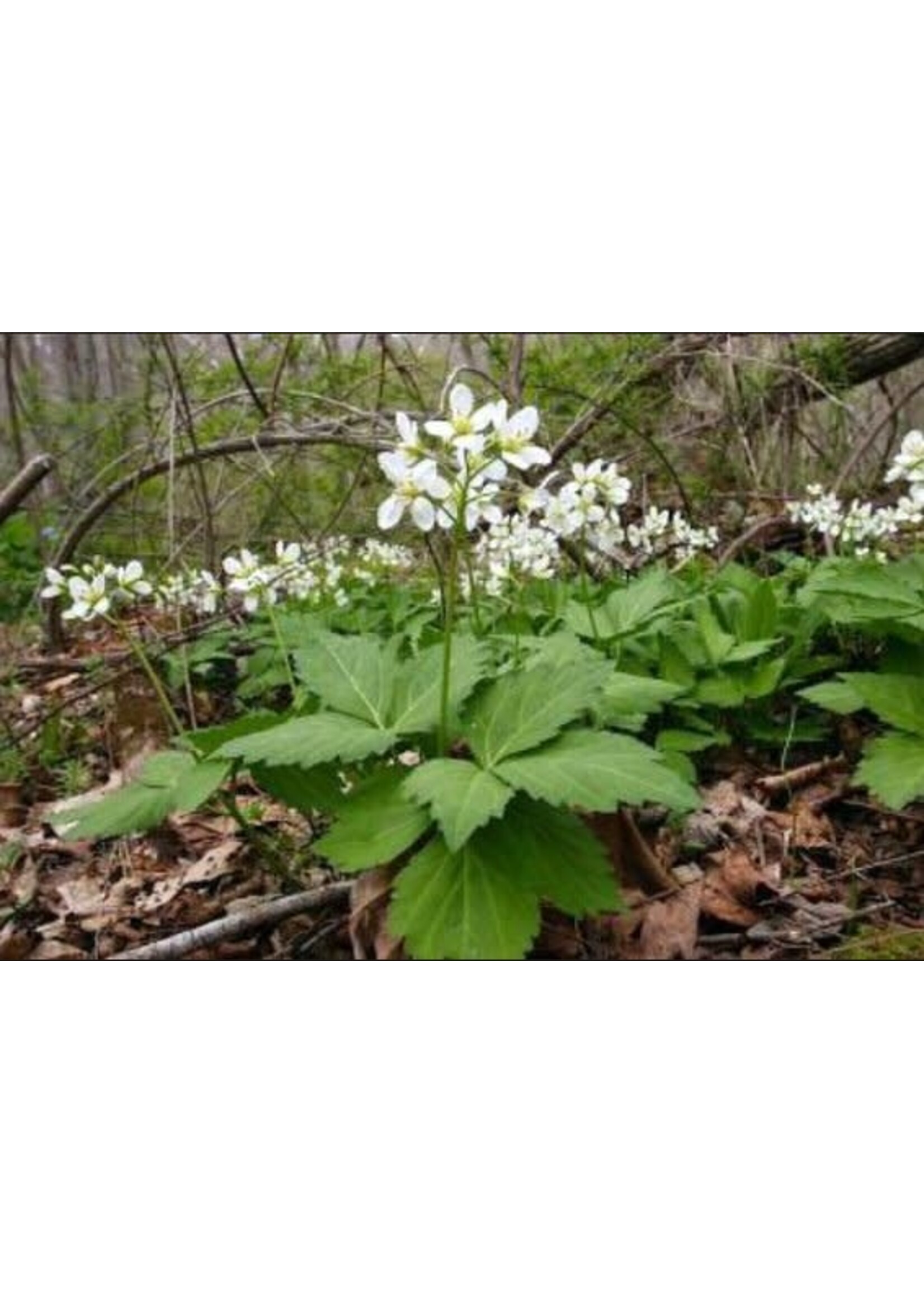 Dentaria (Cardamine) diphylla, Crinkleroot Toothwort
