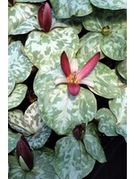 Spring Ephemerals Trillium cuneatum, Little Sweet Betsy