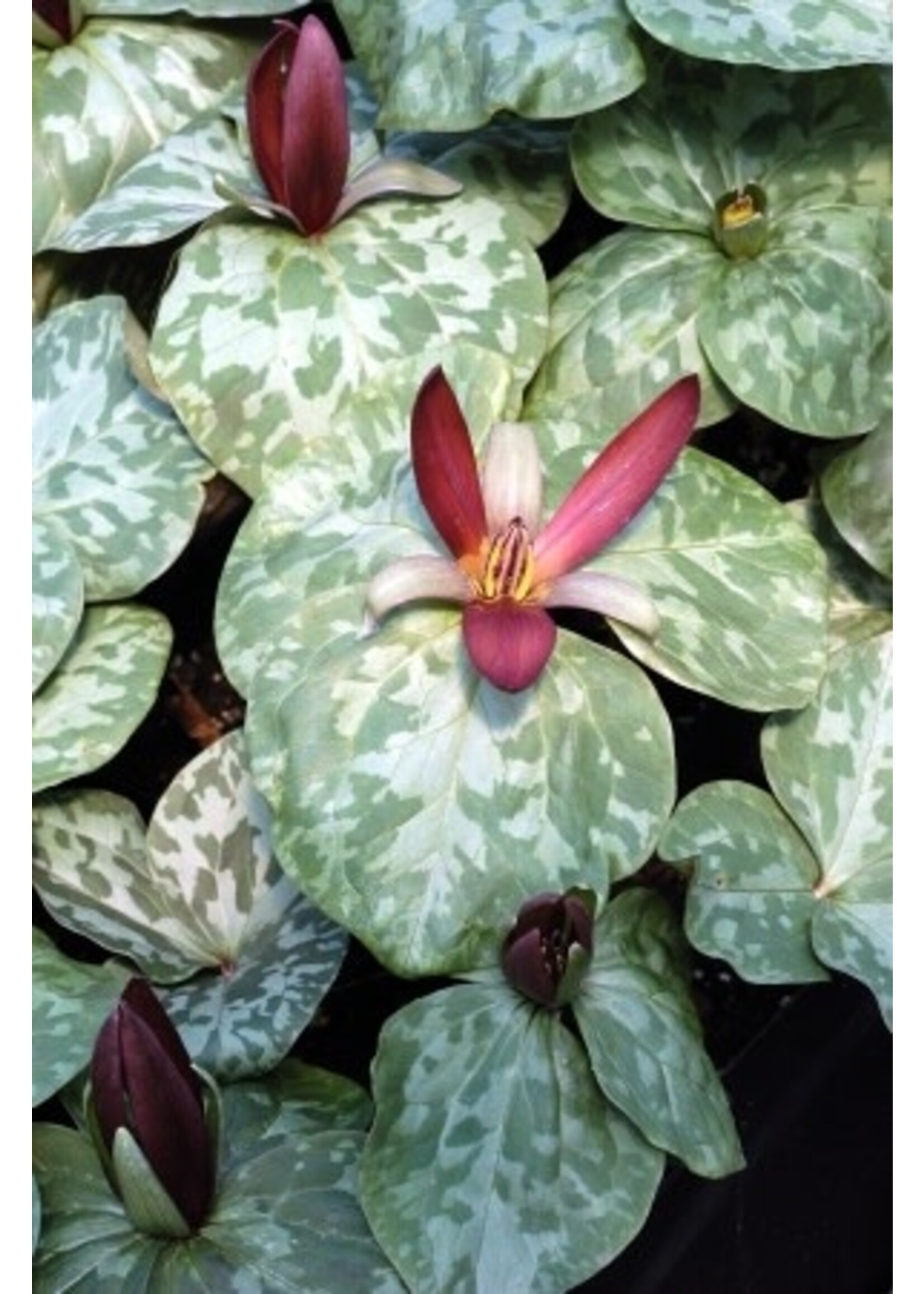 Spring Ephemerals Trillium cuneatum, Little Sweet Betsy