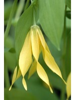 Spring Ephemerals Uvularia grandiflora, Large Flowered Bellwort