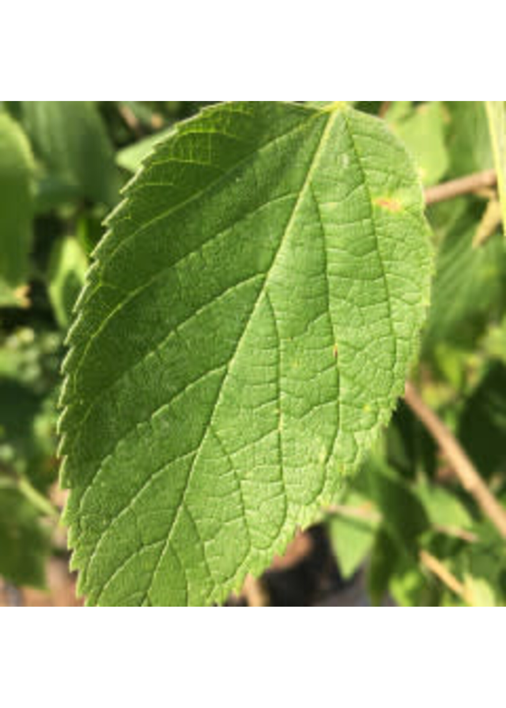Celtis occidentalis Hackberry, #15