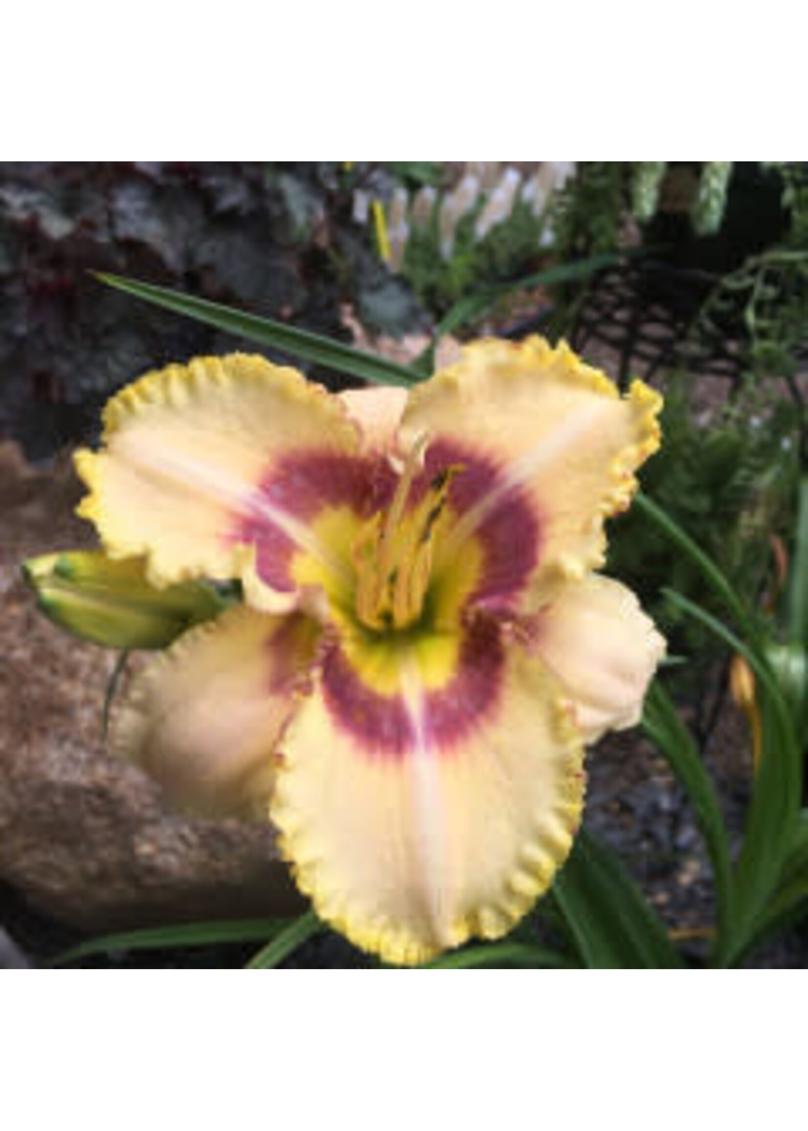 Hemerocallis x Bridgeton Invention, Daylily, #1