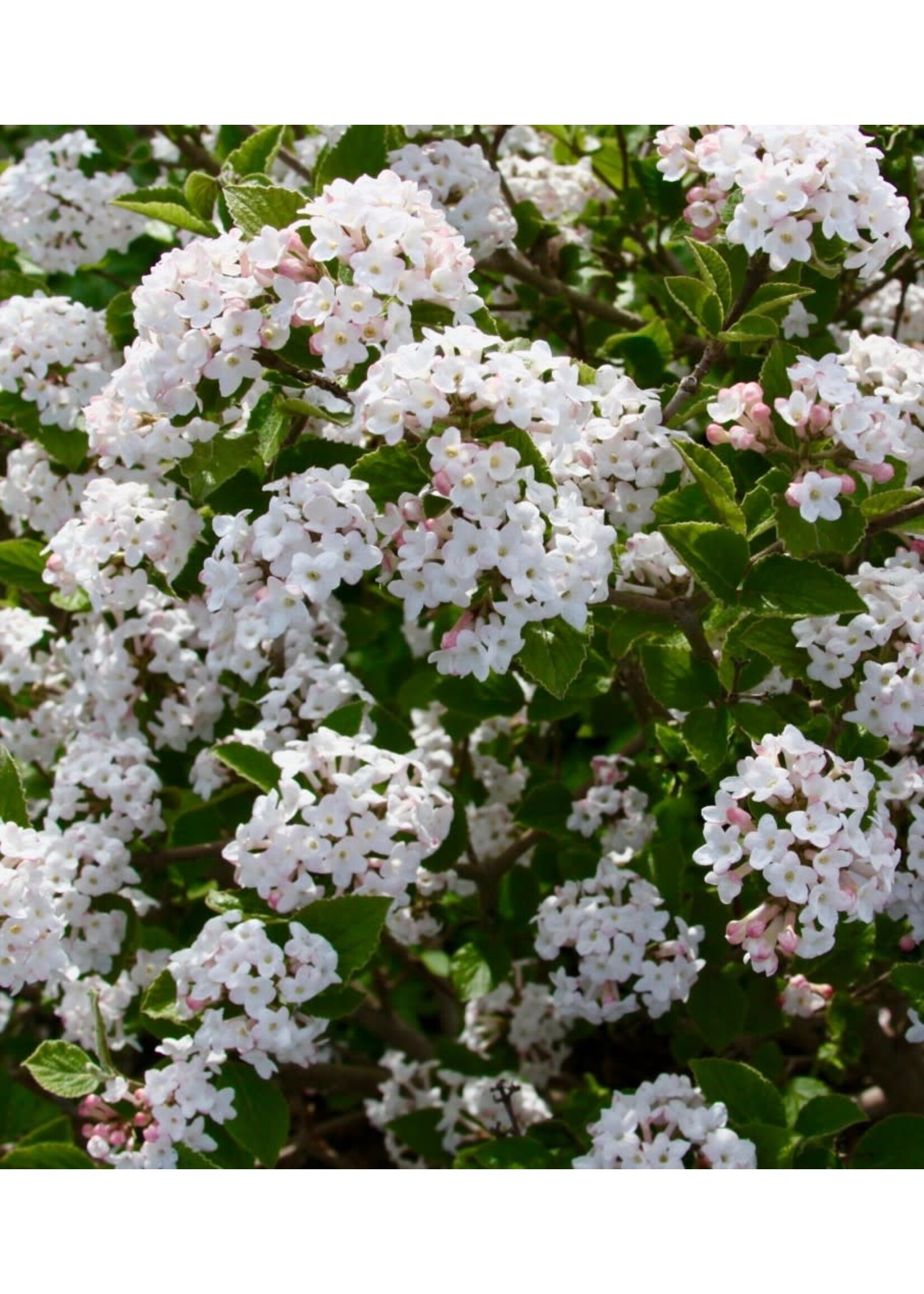 Viburnum carlesii Sugar 'n Spice, Korean Spice Viburnum #3