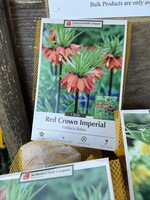 Fritillaria imperialis  rubra Red Crown, Fritillaria bulb