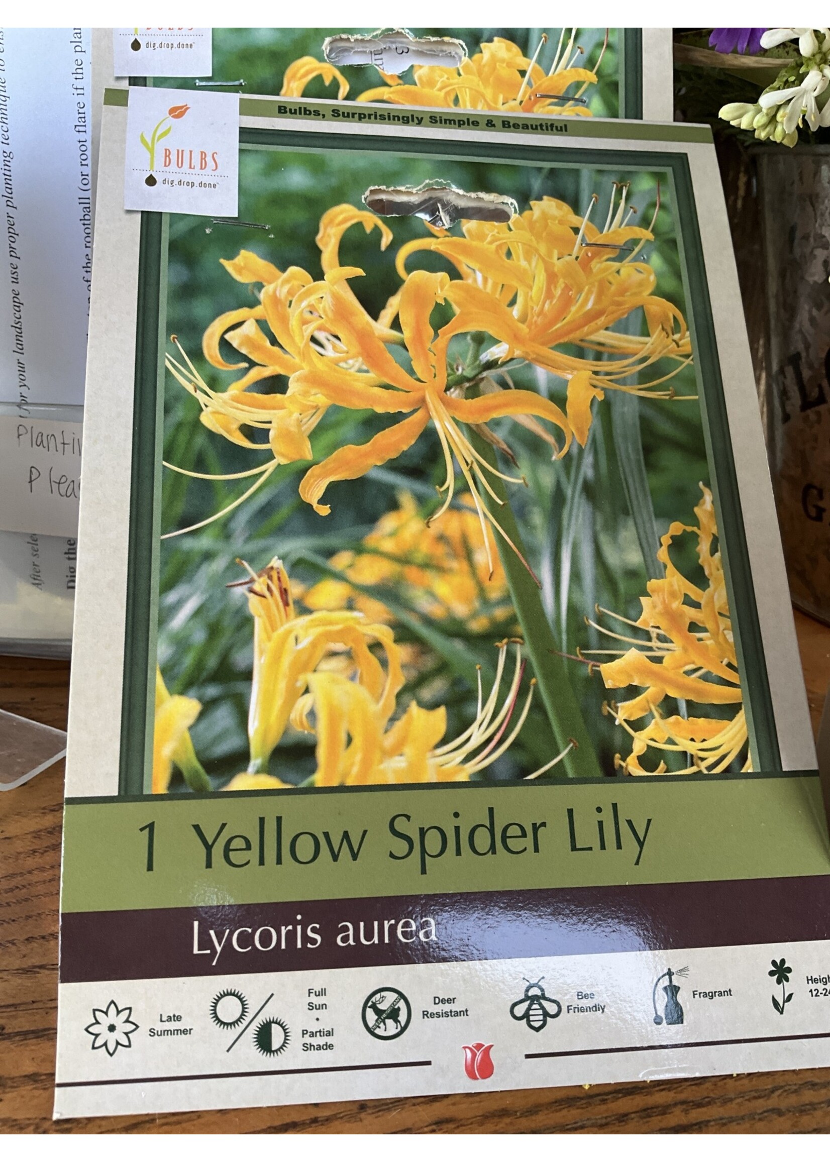 Lycoris aurea, Yellow suprise lily #1 Container