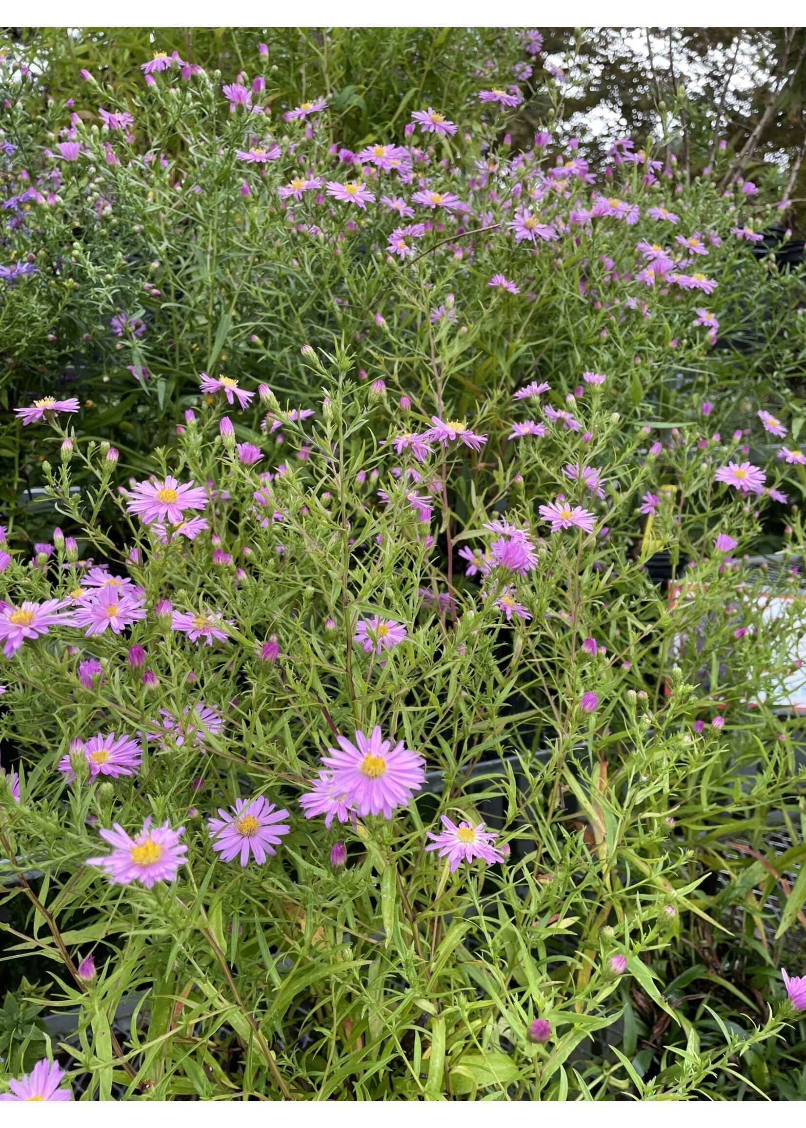 Symphyotrichum (Aster) novae-angliae Pink,  Aster, New England, #1