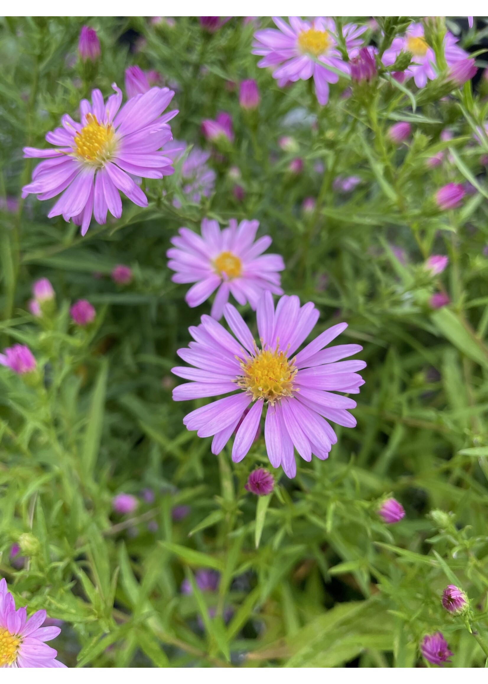 Symphyotrichum (Aster) novae-angliae Pink,  Aster, New England, #1