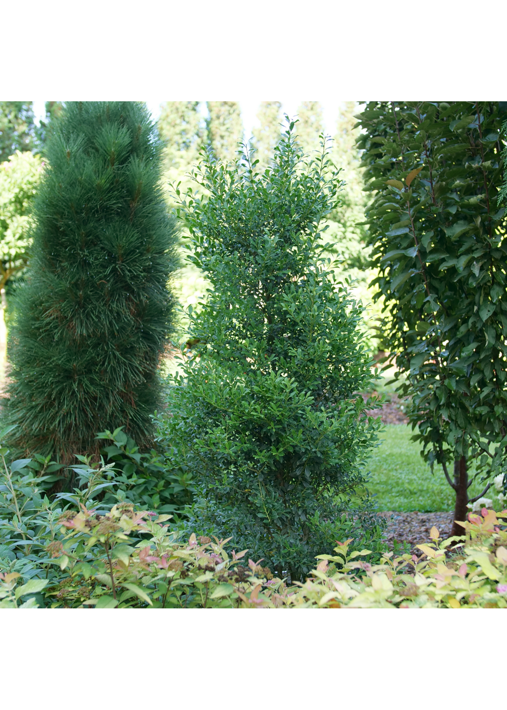 Ilex glabra Squeeze Box- Inkberry,  #3