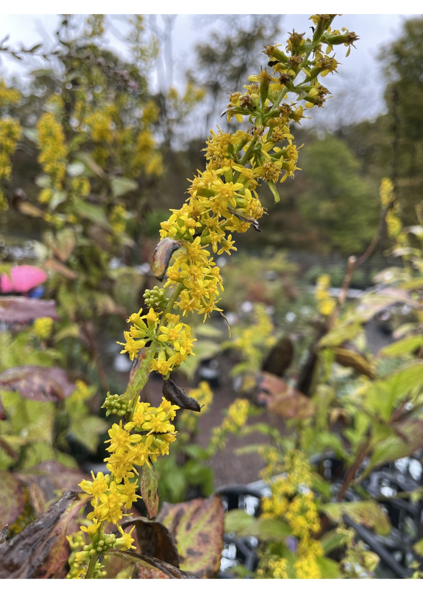 Solidago flexicaulis, Broad Leaf Goldenrod #1
