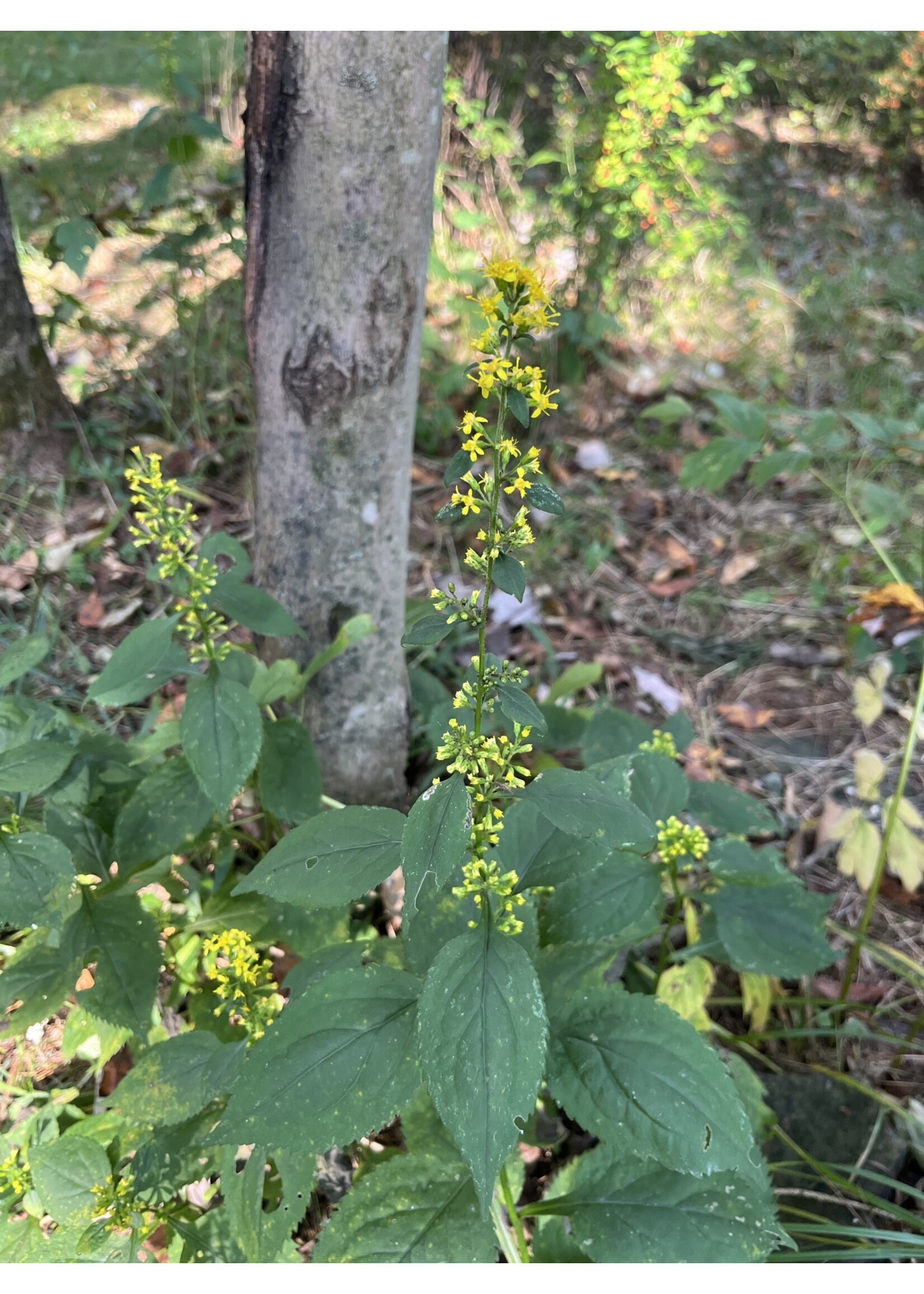 Solidago flexicaulis, Broad Leaf Goldenrod #1