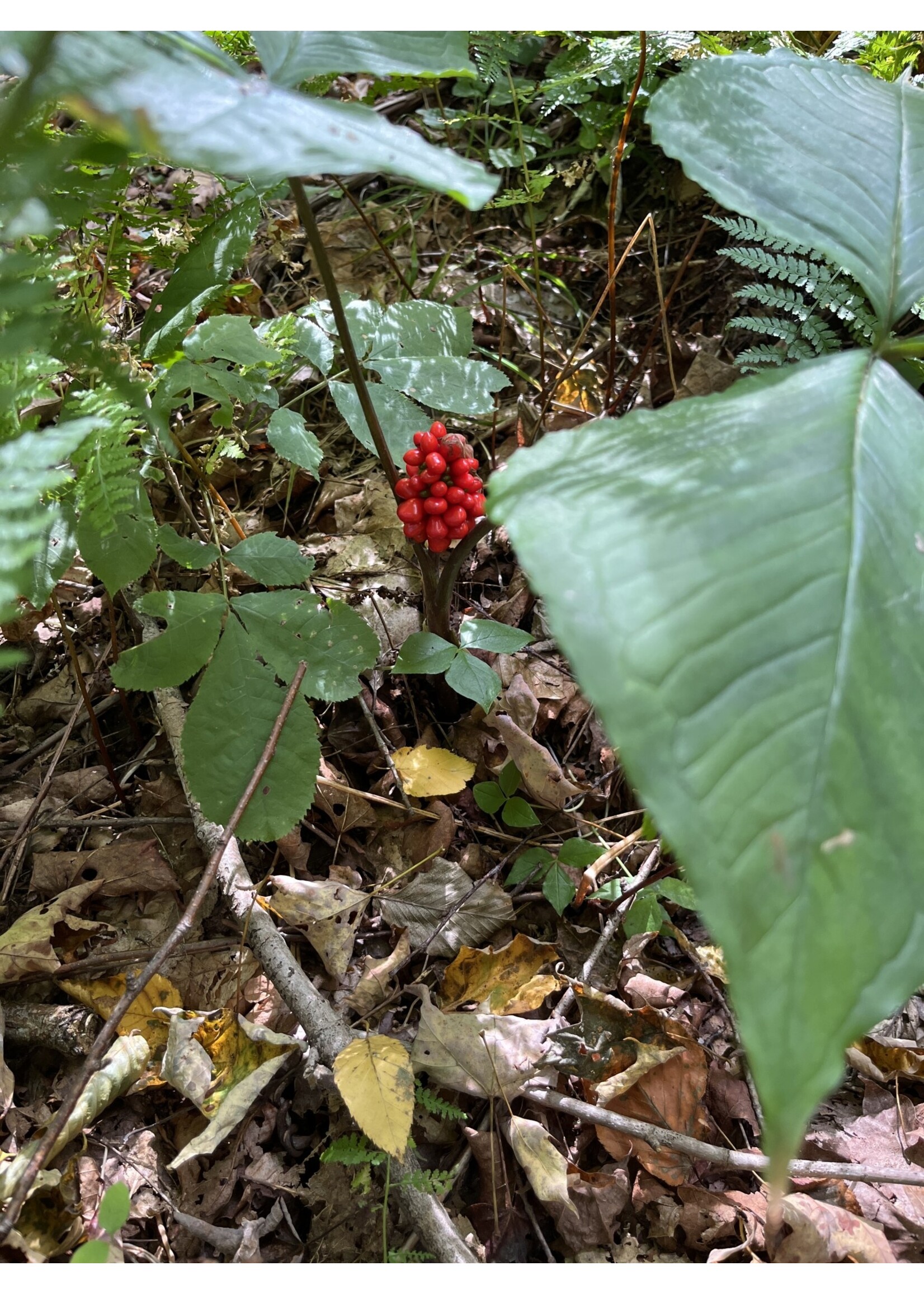 Arisaema triphyllum Jack in the Pulpit, qt