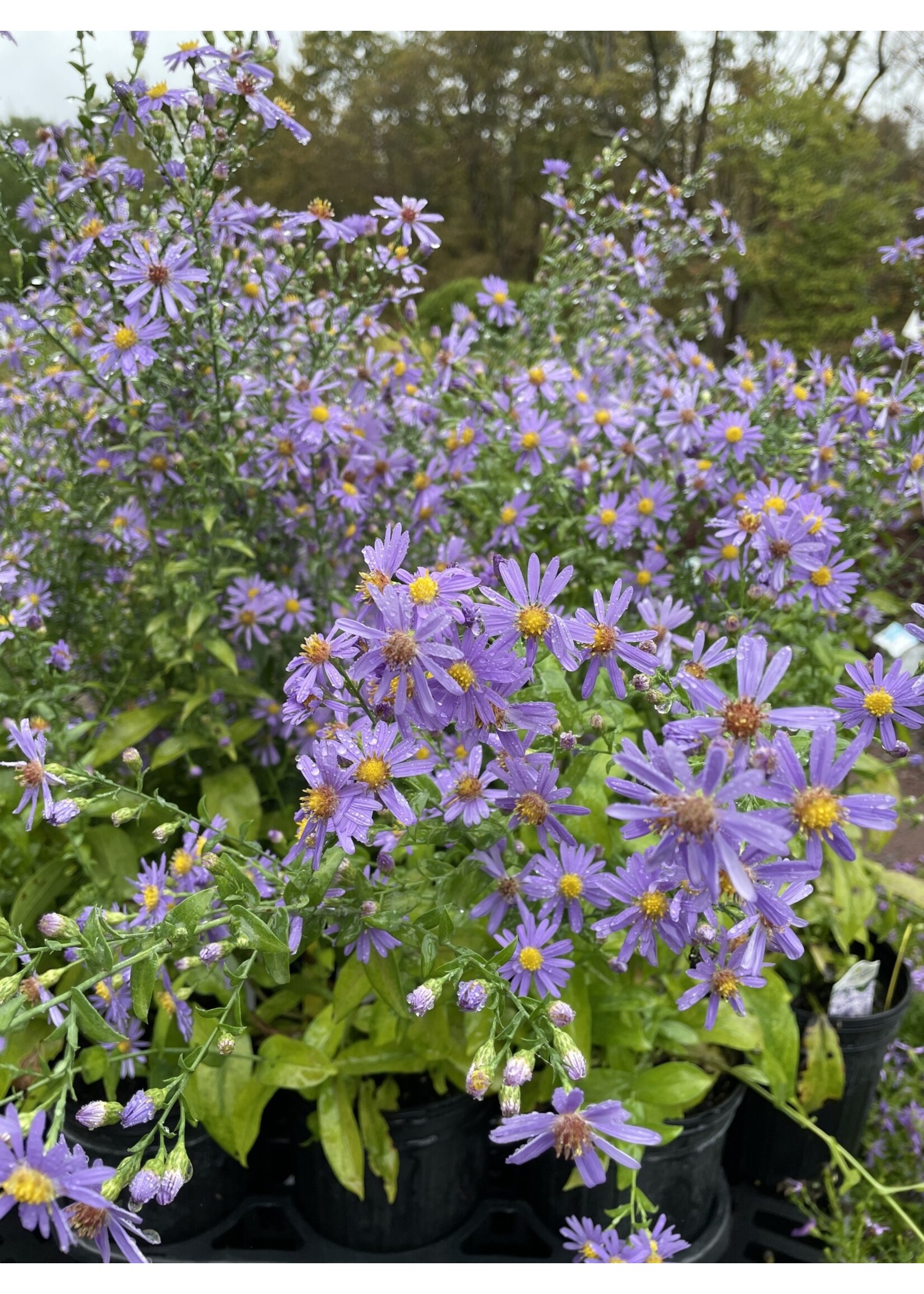 Aster laevis Bluebird Smooth Aster, Bluebird, #1