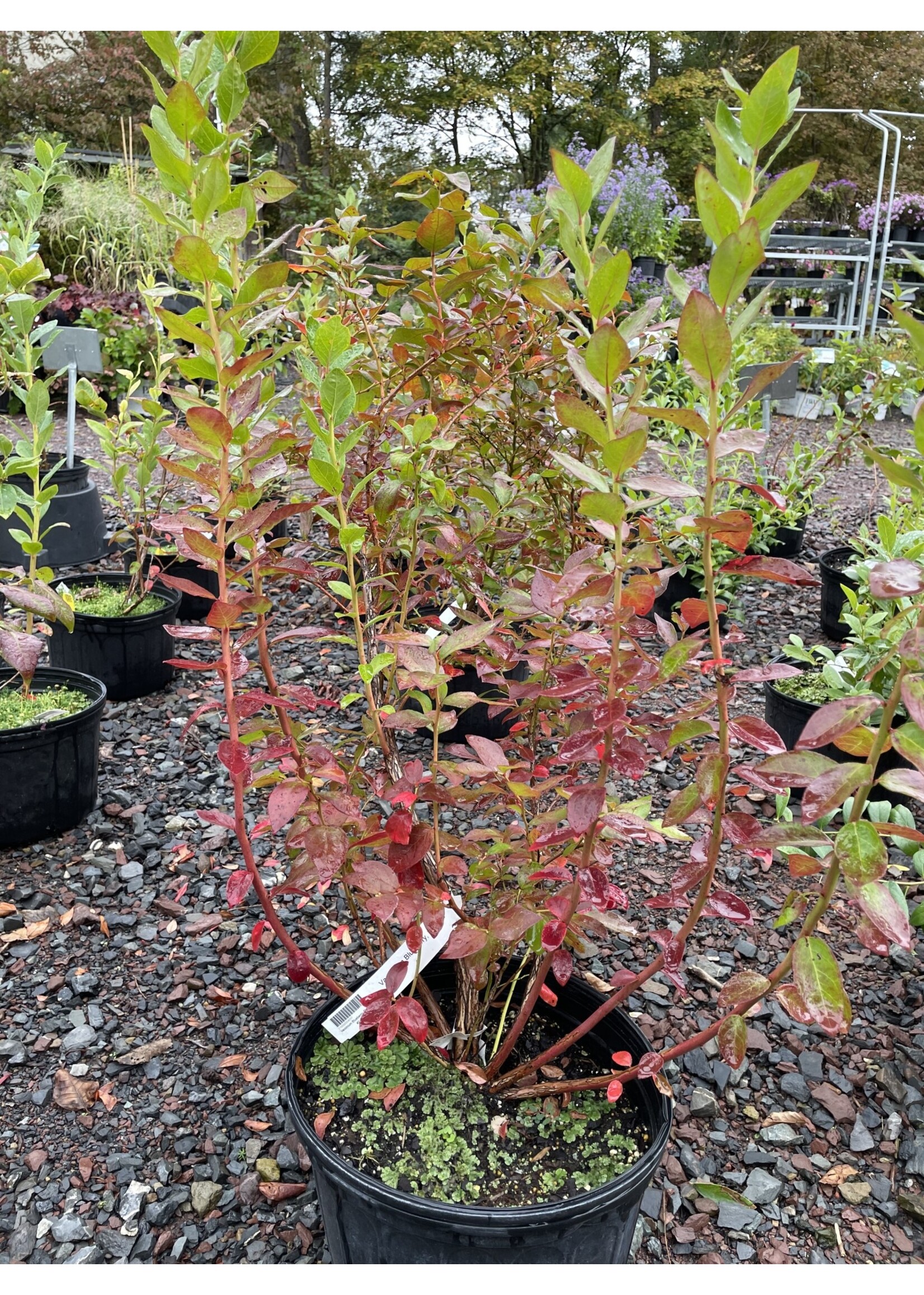 Vaccinium Blueberry, Duke, #3