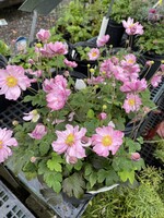 Anemone Fantasy Pocahontas Anemone, Fantasy Pocahontas, #1
