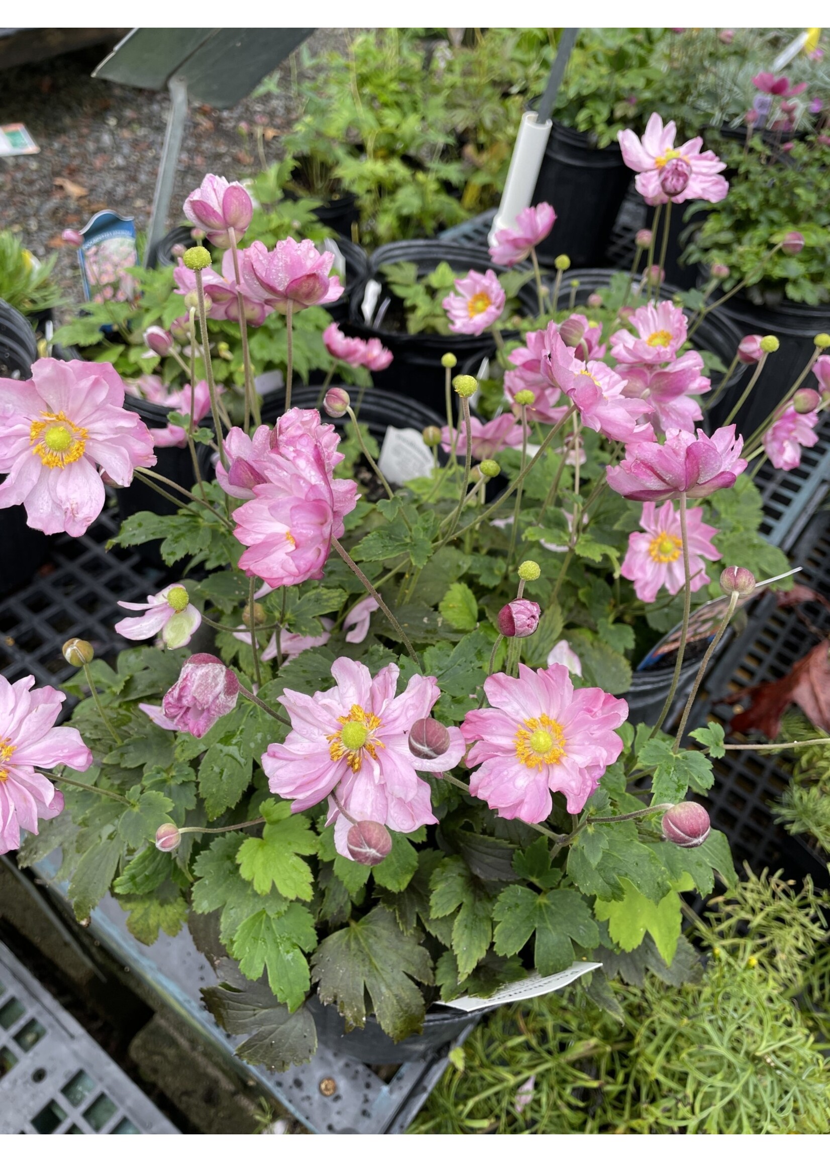 Anemone Fantasy Pocahontas Anemone, Fantasy Pocahontas, #1