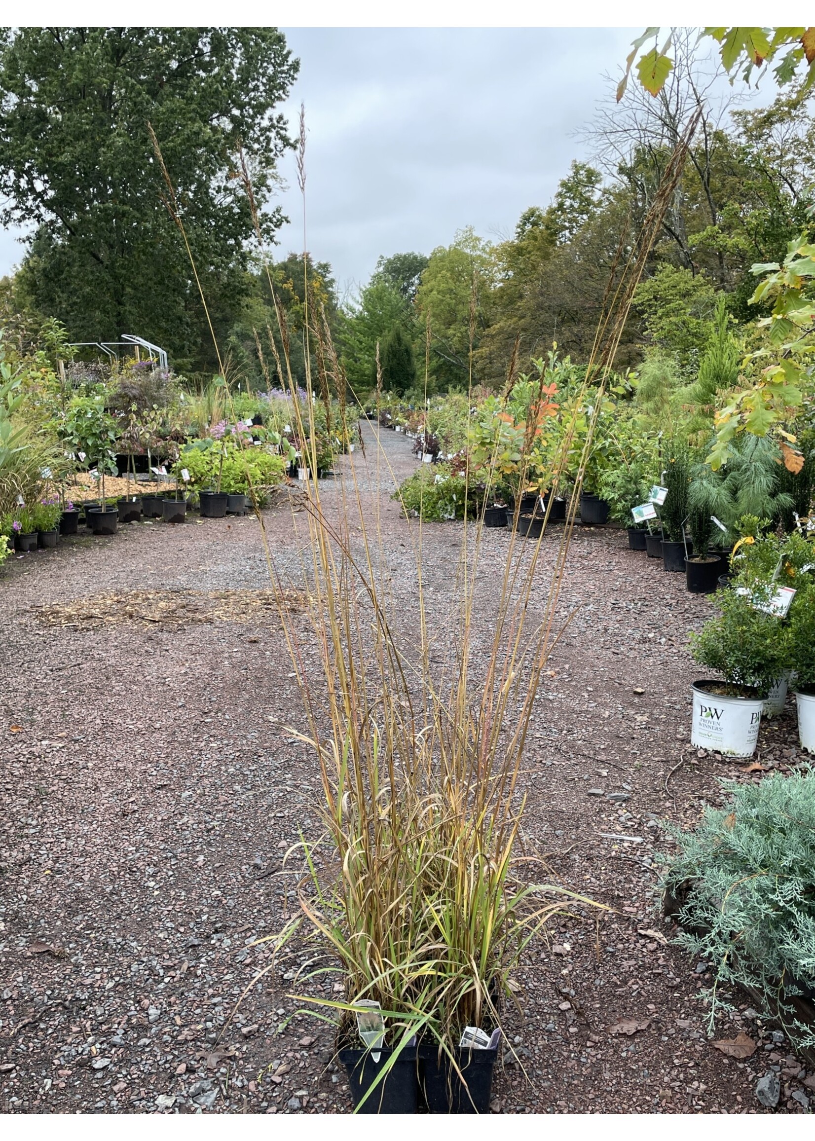 Sorghastrum nut. Golden Sunset Grass - Ornamental Indian Grass #1