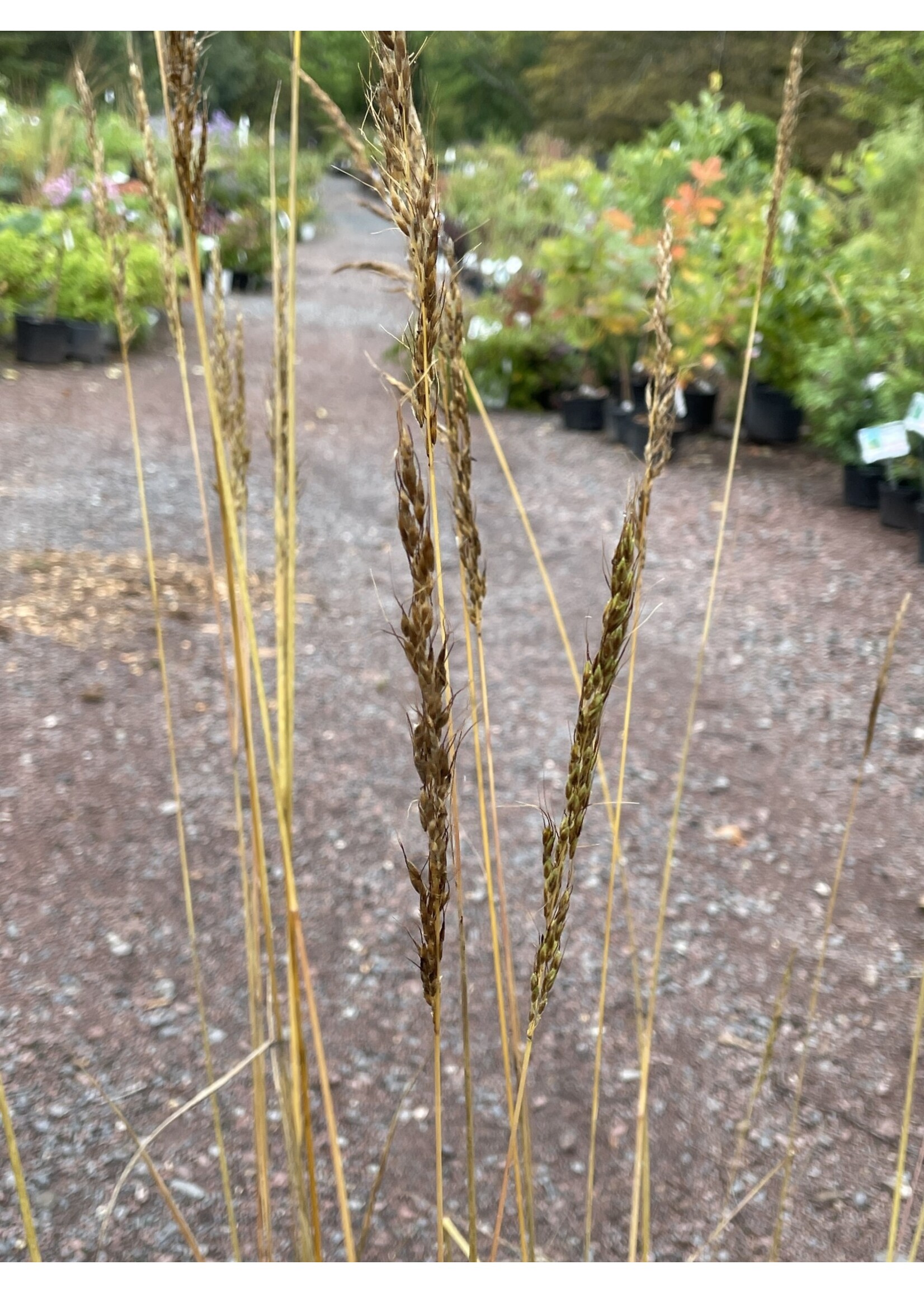 Sorghastrum nut. Golden Sunset Grass - Ornamental Indian Grass #1