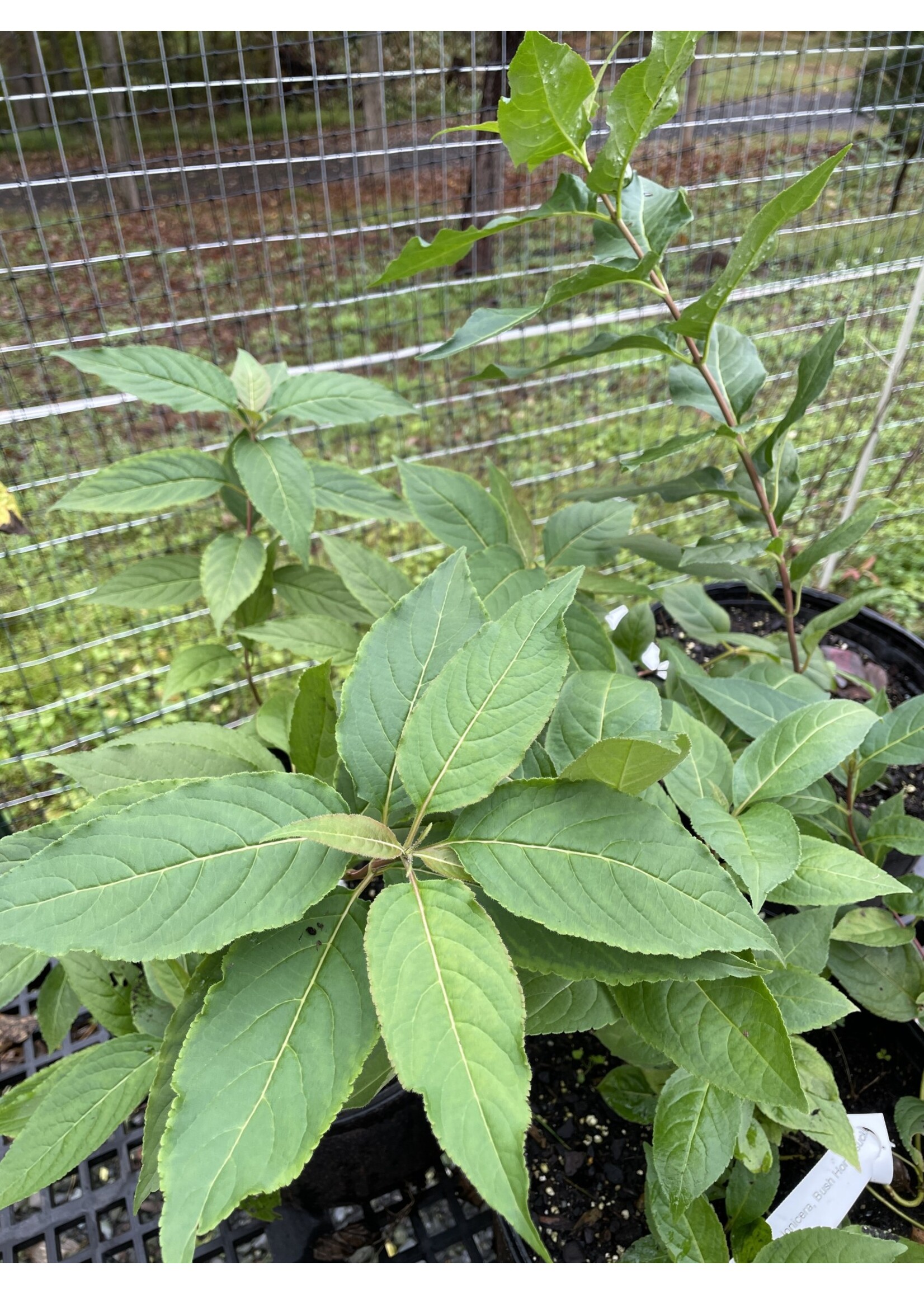 Diervilla lonicera, Bush Honeysuckle #3