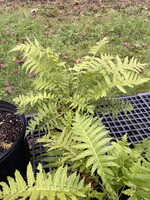 Matteuccia struthiopteris, Fern Ostrich