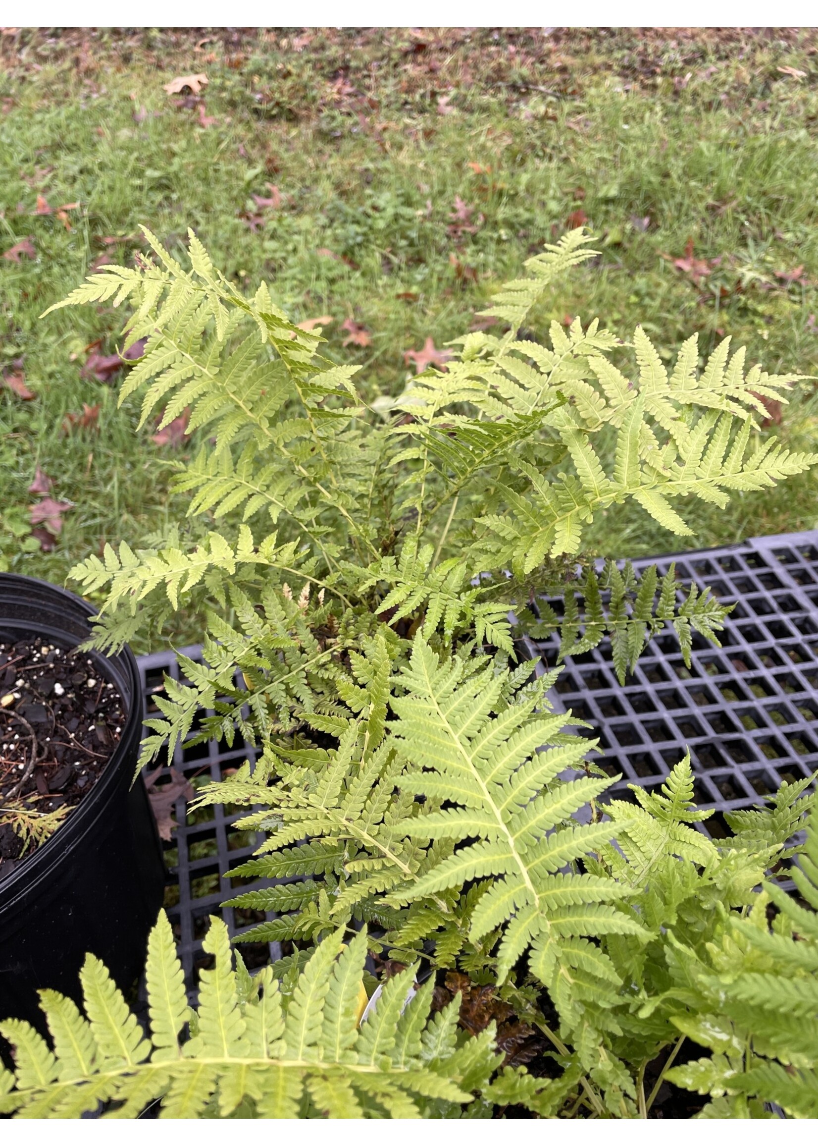 Matteuccia struthiopteris, Fern Ostrich