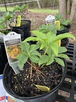 Helleborous Tropical Sunset- Lenton Rose