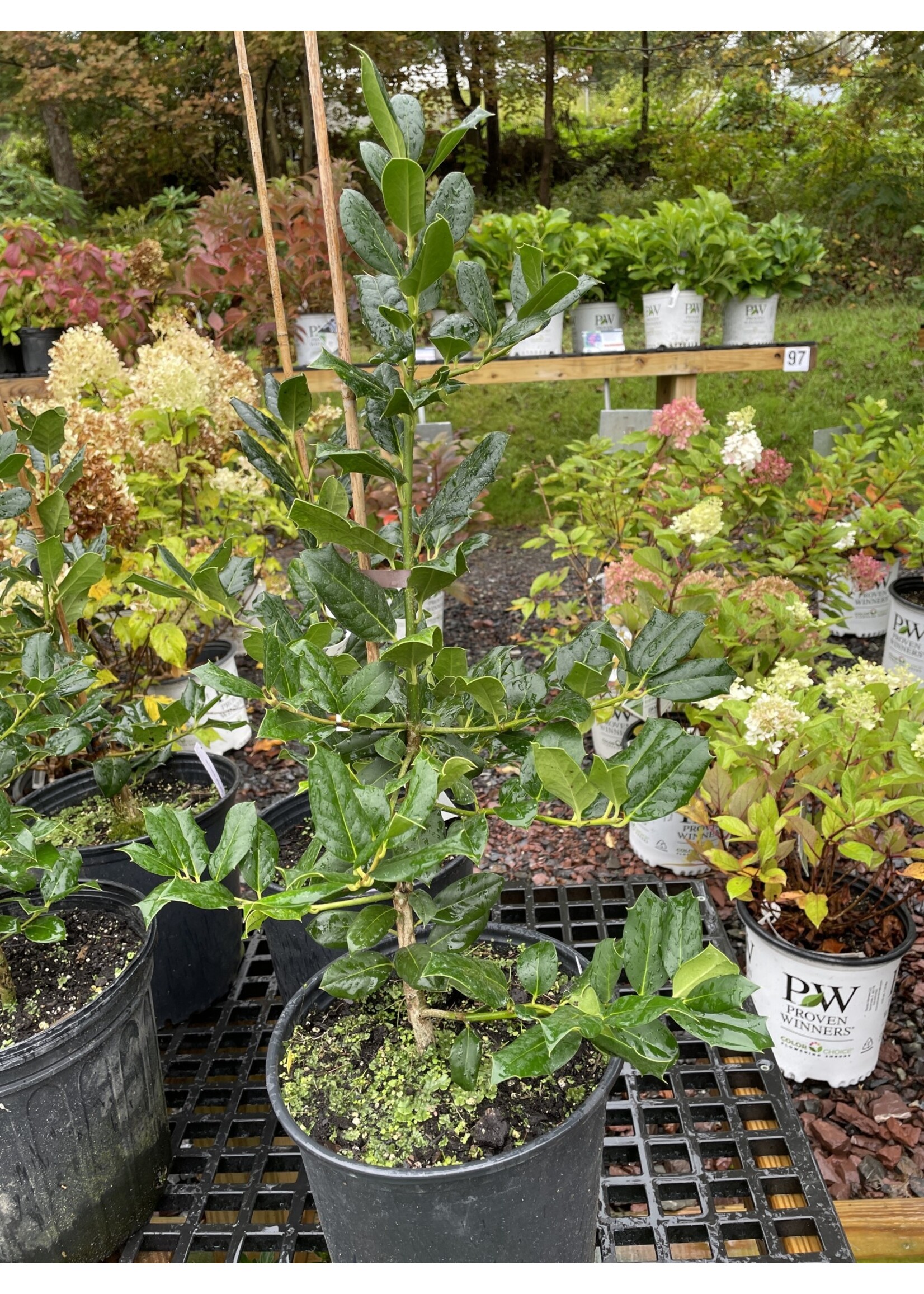 Ilex x Nellie R. Stevens Holly, Nellie Stevens, #2