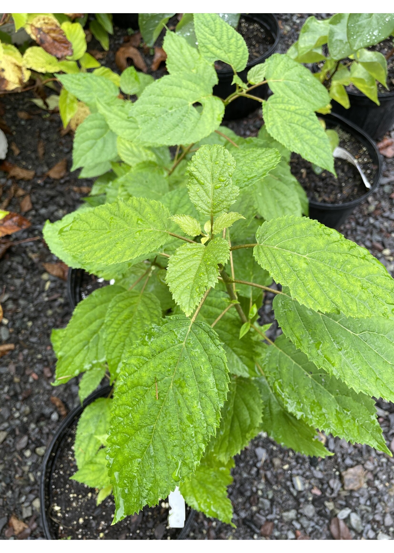 Hydrangea arborescens, Smooth Hydrangea #3