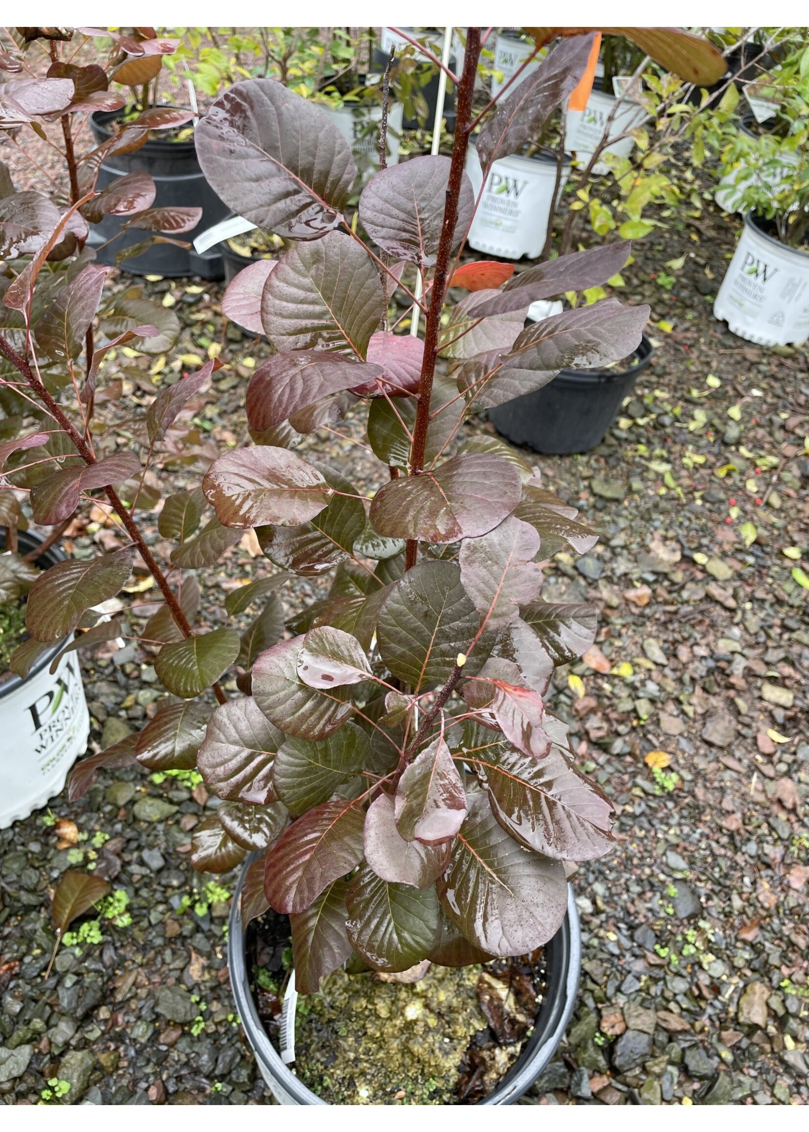 Cotinus coggygria Winecraft Black Smokebush, Winecraft black, #3