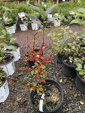 Ilex vert. Sparkleberry Holly | Behmerwald Nursery - Behmerwald