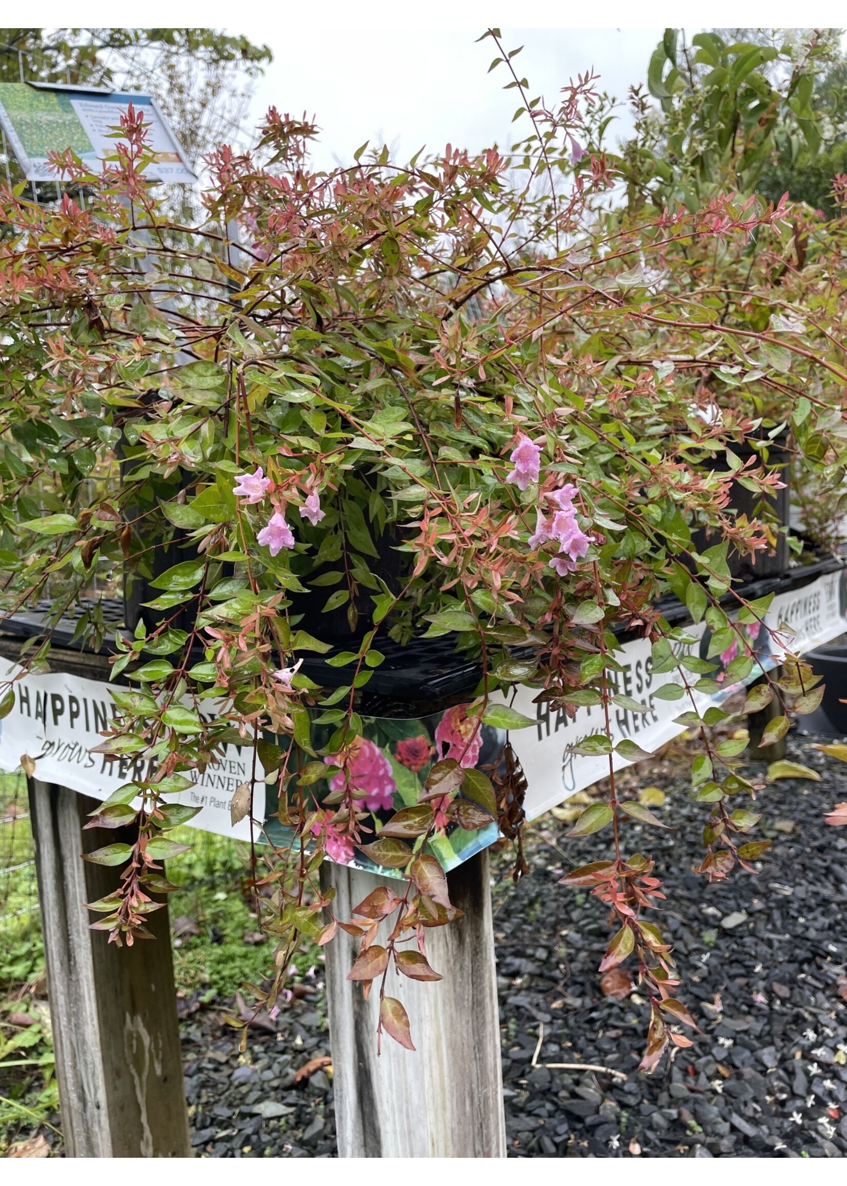 Abelia x grand. Edward Goucher Abelia, Edward Goucher, #3