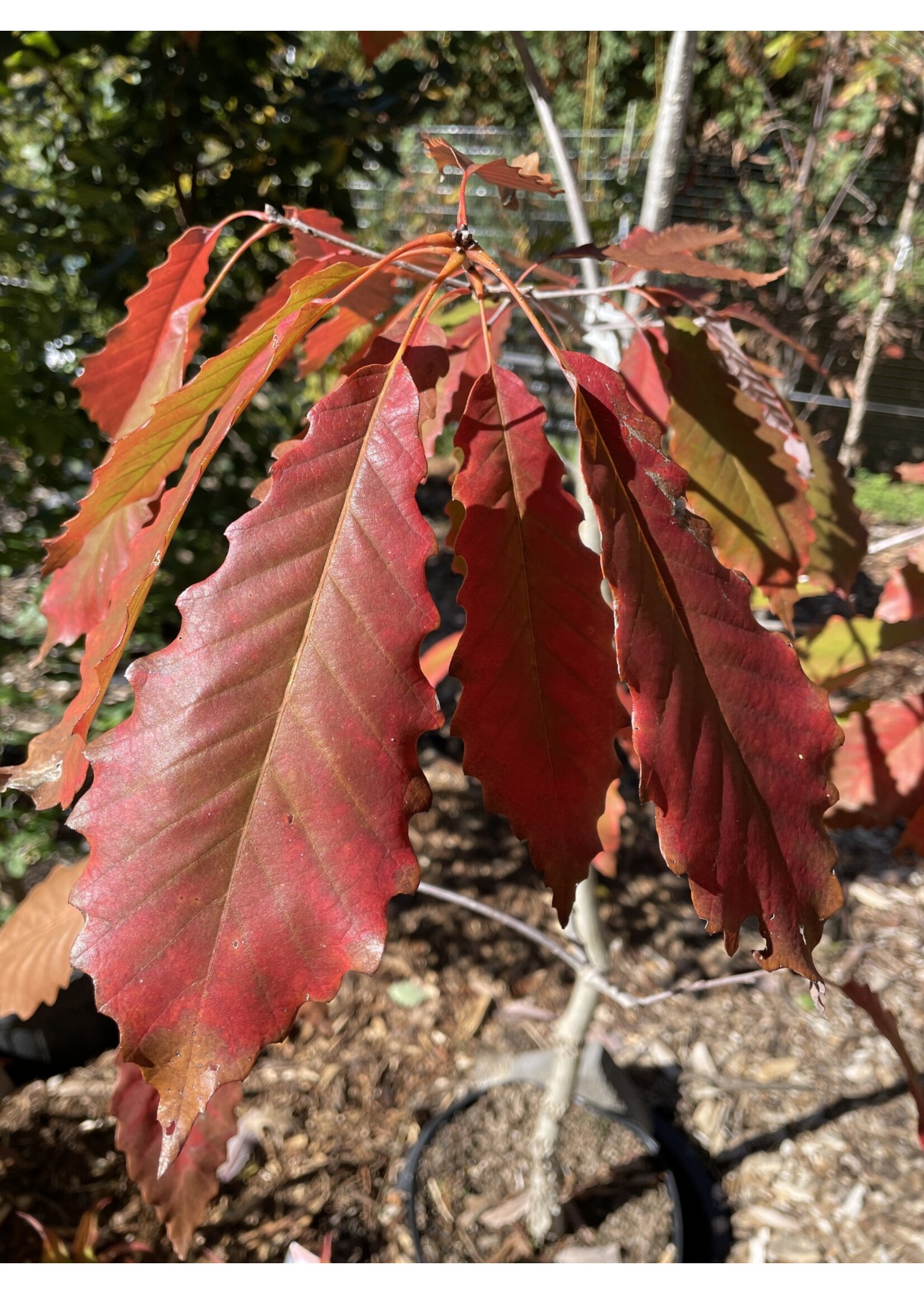 Quercus Muehlenbergii, Chinquapin Oak #7