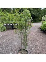 Betula nigra Birch - River, #5 container Clump form
