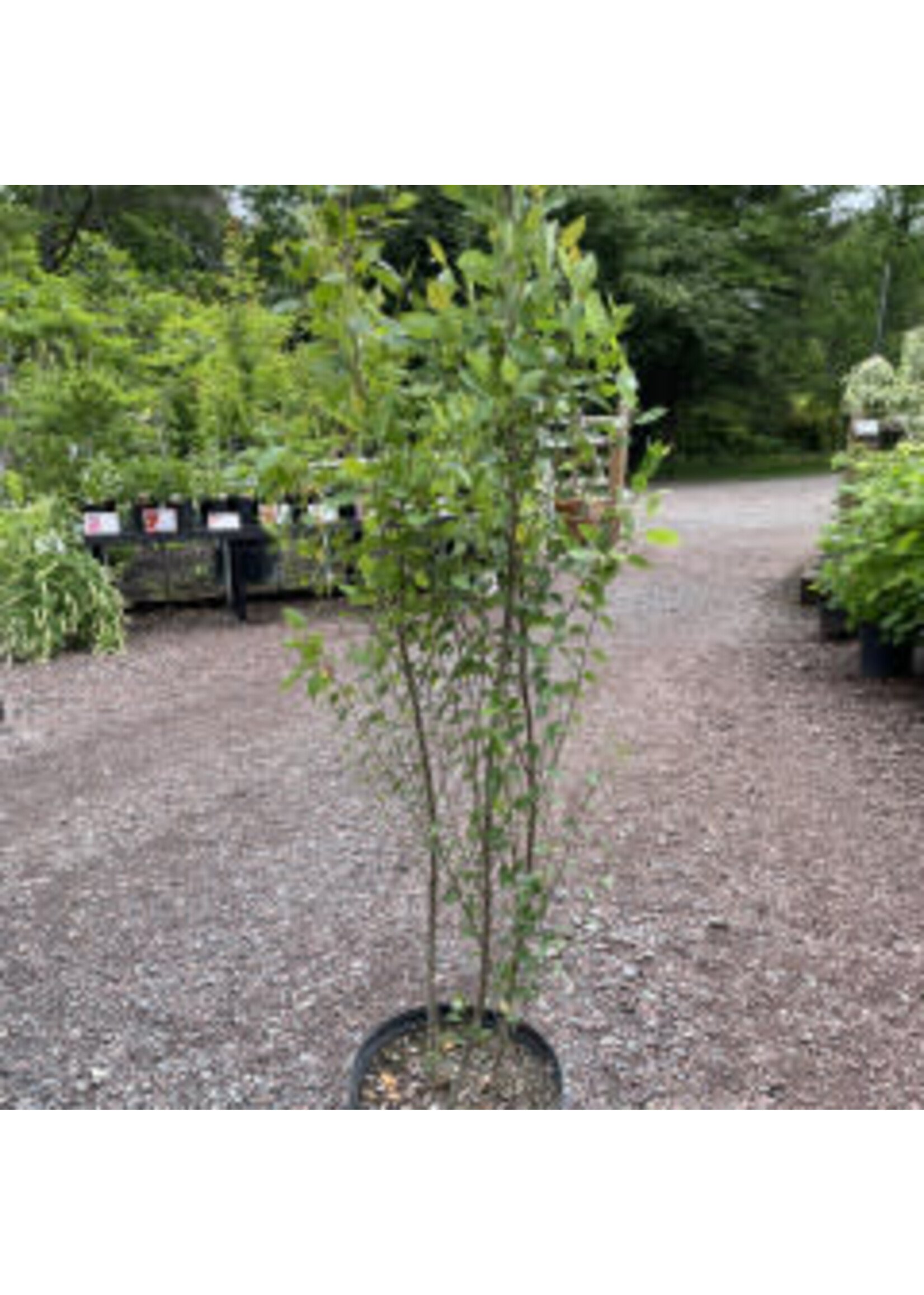 Betula nigra Birch - River, #5 container Clump form